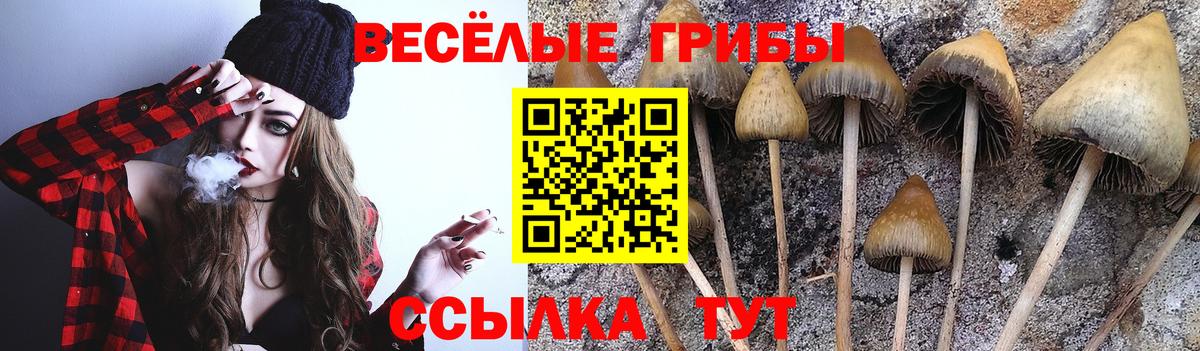 Галлюциногенные грибы Cubensis Губкин